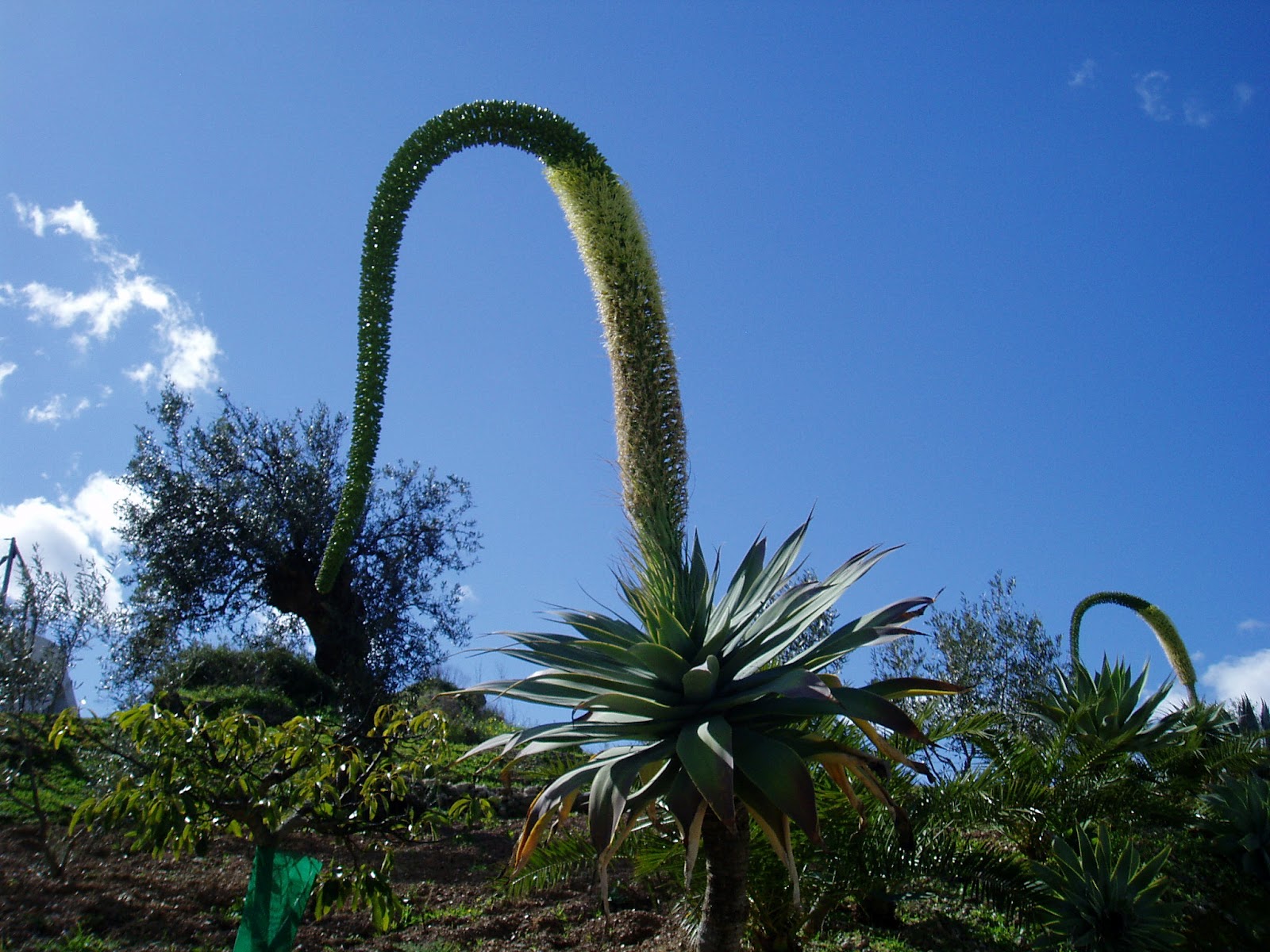 CUELLO DE CISNE Agave attenuata Plantas rioMoros