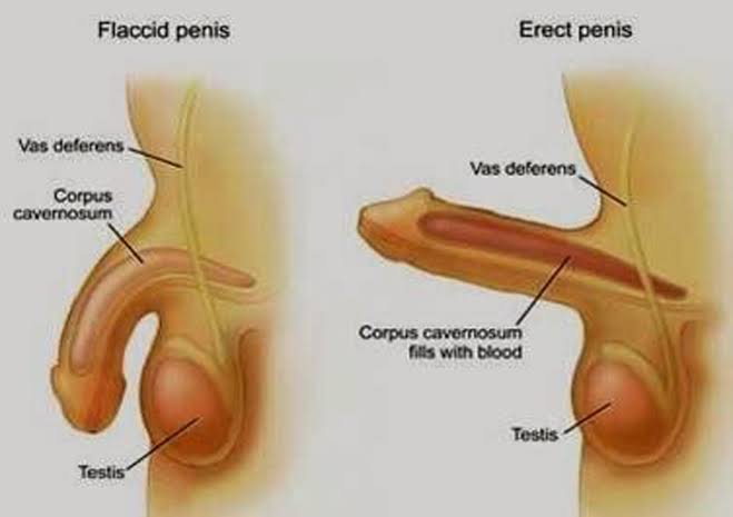 Promil Pasutri Ejakulasi Dini Promil Pasutri Ejakulasi Dini