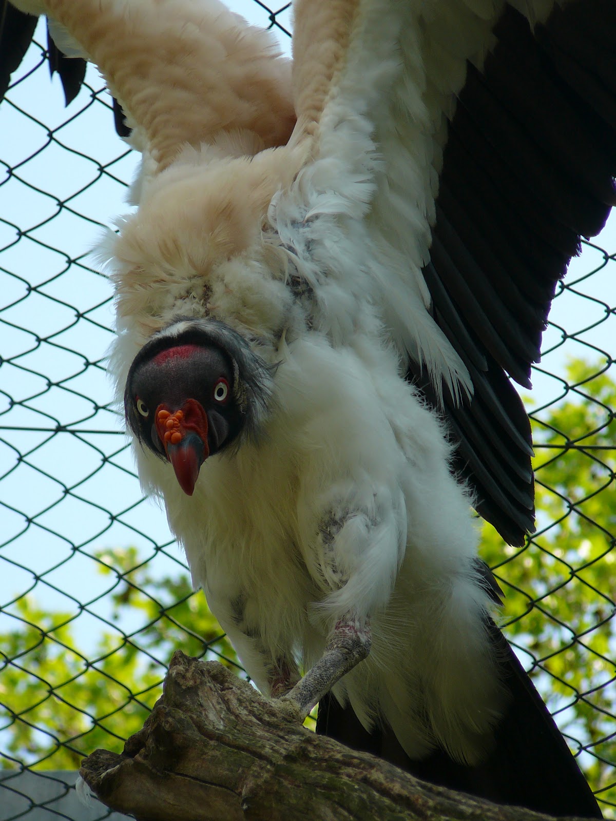 Fascinated by Vultures King Vultures of Zoo of Frankfurt(03)