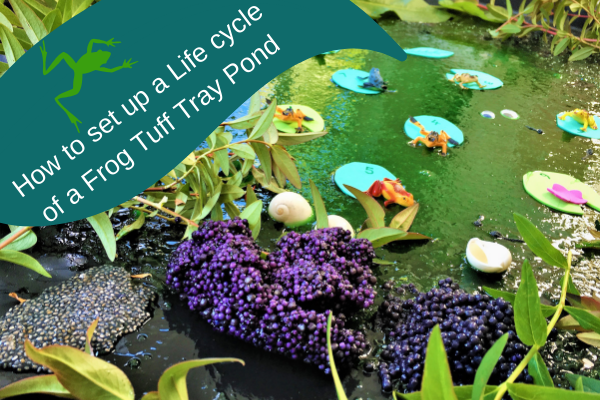 Pond Tuff tray with frogs and frog spawn