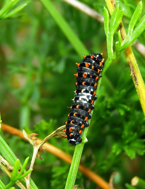 Oruga de Papilio machaon instar inicial