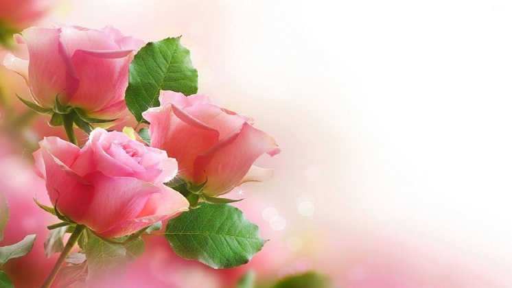 5 Wallpaper Bunga Cantik Berbagi Artikel Berbagi File 5 Wallpaper Bunga Cantik Berbagi Artikel Berbagi File