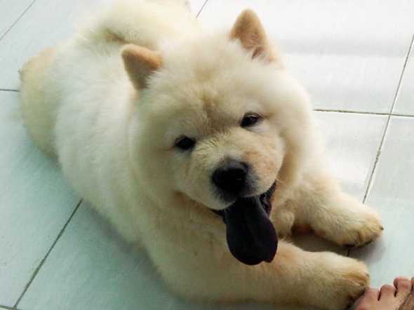 The Natalins Anjing Chow Chow
