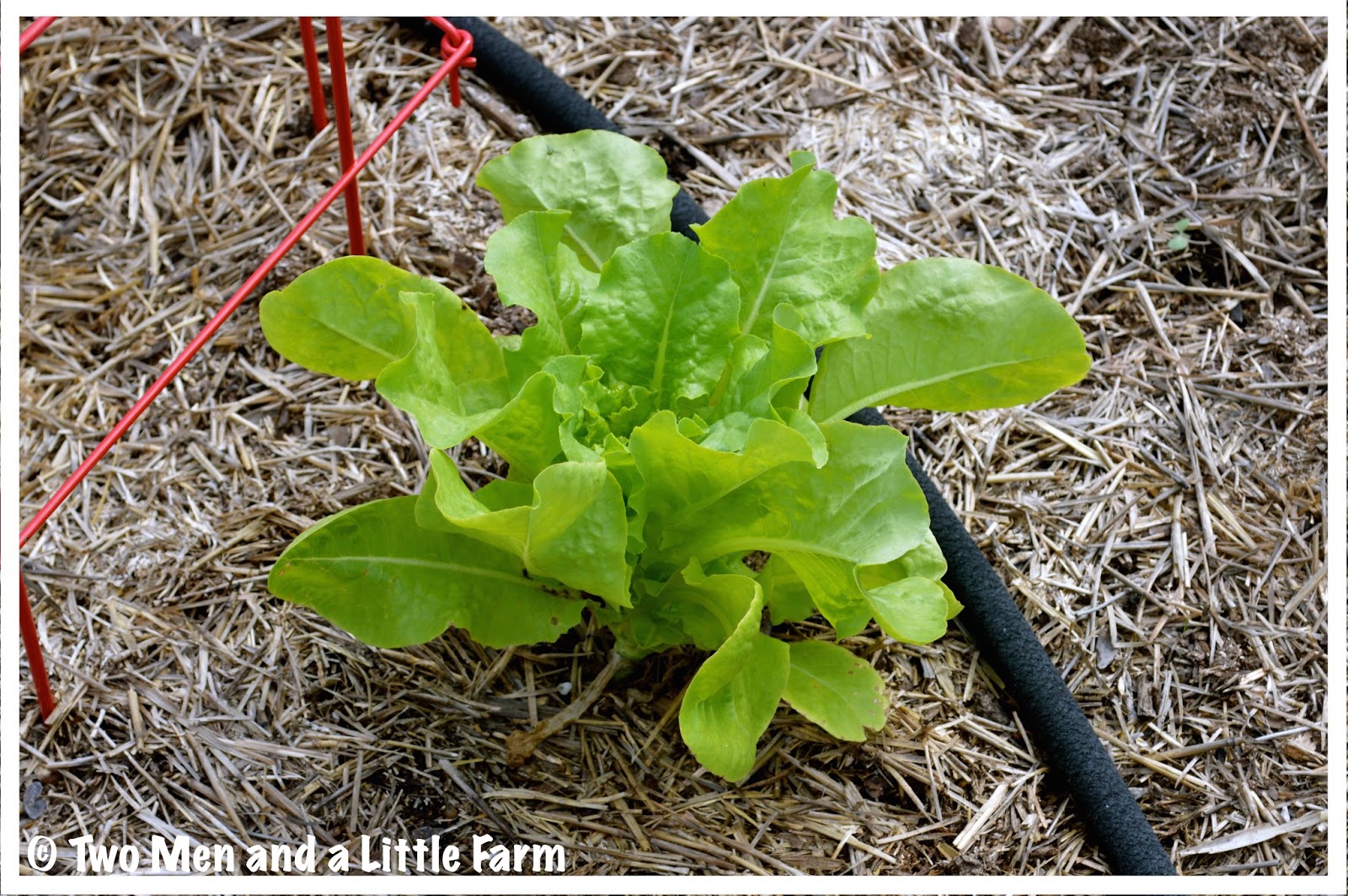 Two Men and a Little Farm FALL GARDEN UPDATE