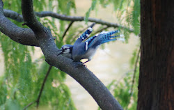 flying colors bird sanctuary nc 5