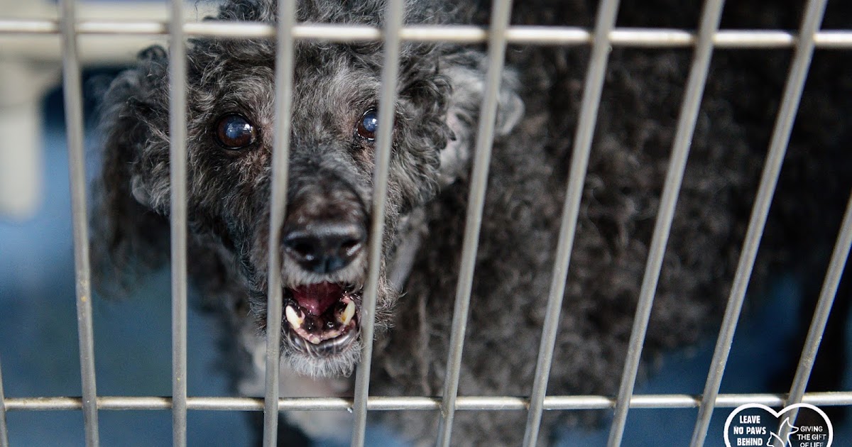 Baldwin Park Shelter Animals Available As Of 21518