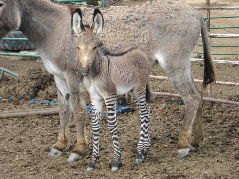 Zonkey