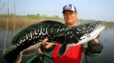 Ikan Air Tawar Snakehead