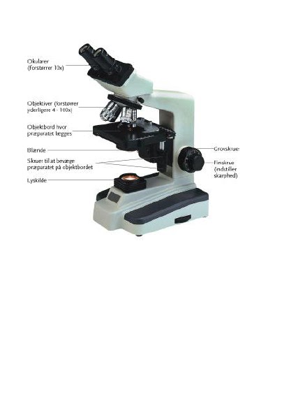 Biologi HF-E 2011-2012: Mikroskopi af dyre- og bakterieceller