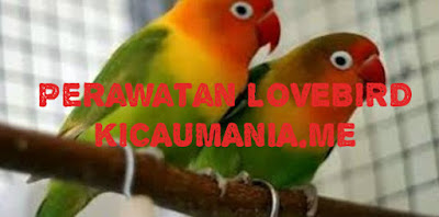 Perawatan Lovebird Kusumo Juara Dan Lomba Agar Ngekek Panjang Burung Mania
