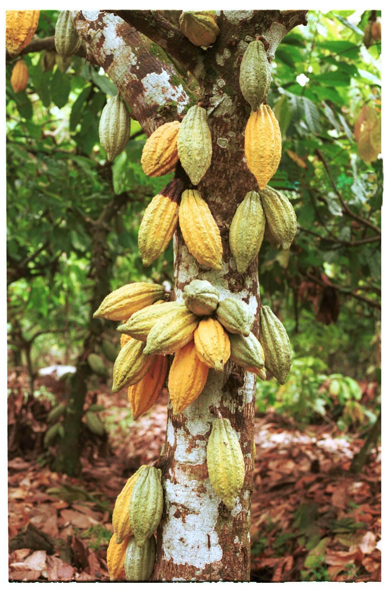 Different Tips about How to Grow Cacao, Make Your Own Chocolate