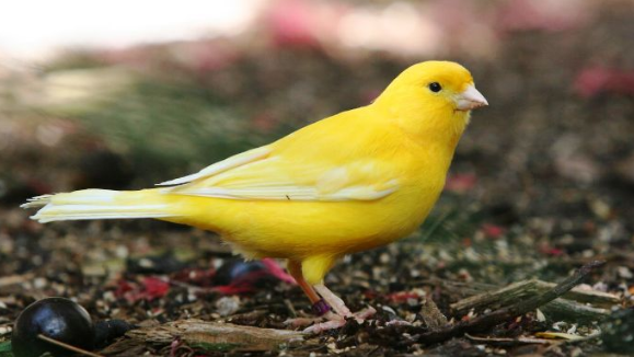 34+ Burung kenari gacor panjang mp3 terupdate