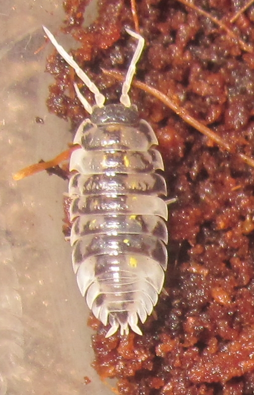 Hisserdude's Isopods DalOniscus%25235