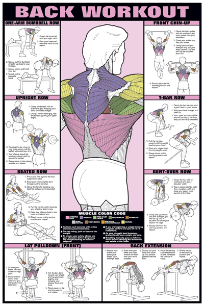 Huge Back Workout Chart | Bodybuilding and Fitness Zone