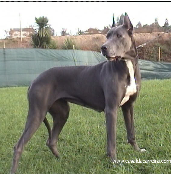 dogue black singles Dogo argentino dog breed information, pictures, breeders, rescues, care, temperament, health, puppies while not accepted in all clubs, sometimes the dogo argentino can have a black spot. dogue black singles Dogo argentino dog breed information, pictures, breeders, rescues, care, temperament, health, puppies while not accepted in all clubs, sometimes the dogo argentino can have a black spot.