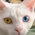 Gatos domésticos podem ser criaturas espiãs criadas por raça alienígena para monitorar e observar seres humanos