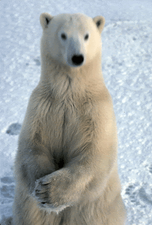 Hary anArchy: hewan penurut