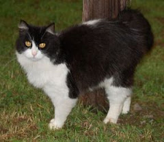 10/12/12 Grafton, WV Taylor -County Humane Society