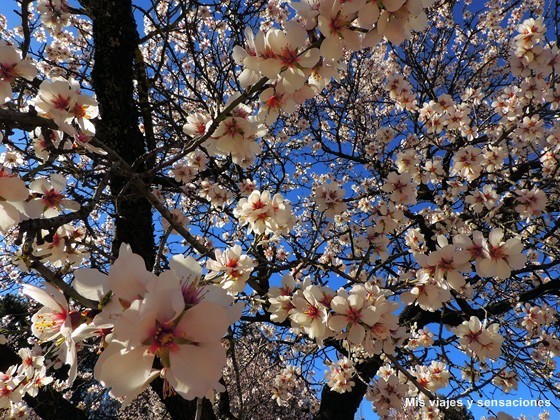 Floración de los almendros. Parque Quinta de los Molinos. Madrid