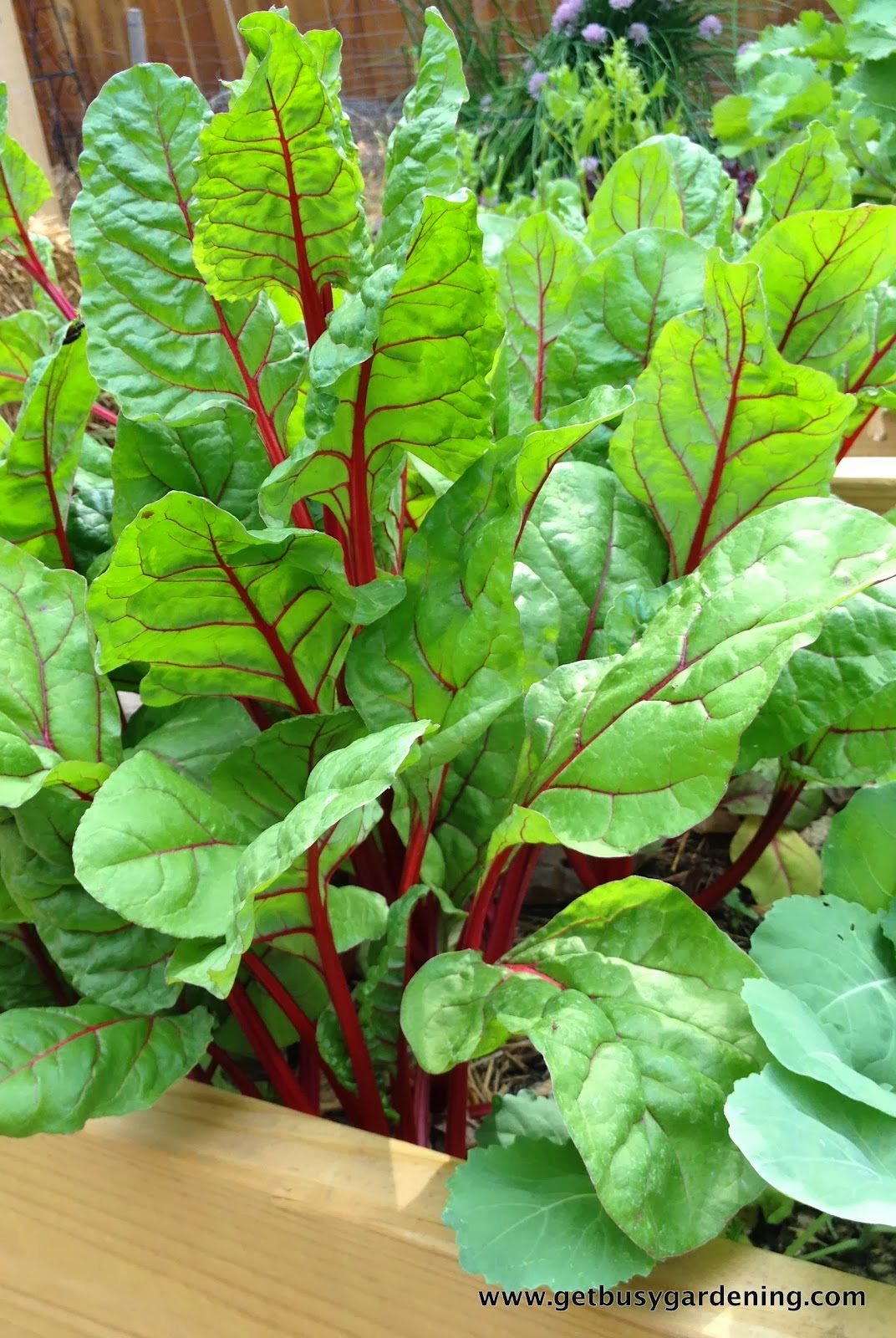 Foods That Fuel Us Better Than Kale