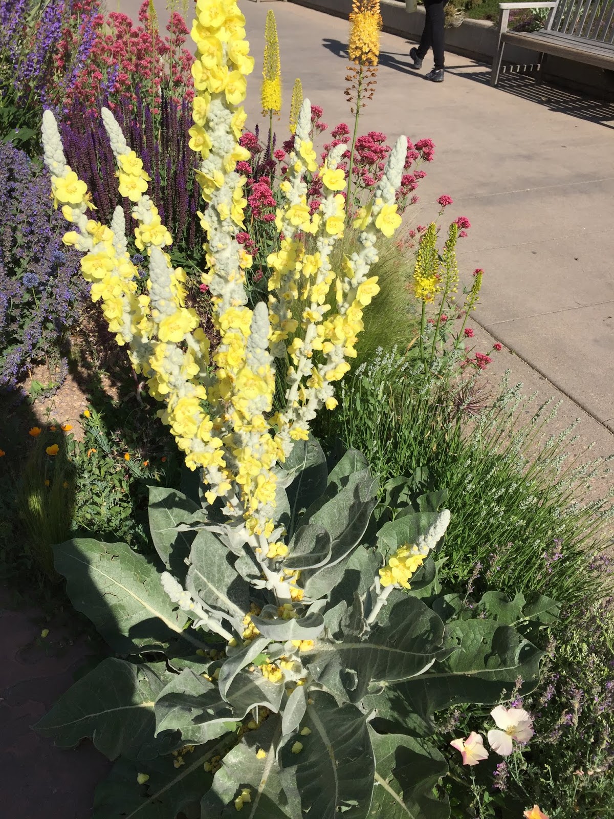 Colorado Mountain Gardener Verbascum colorado-mountain-gardener-verbascum