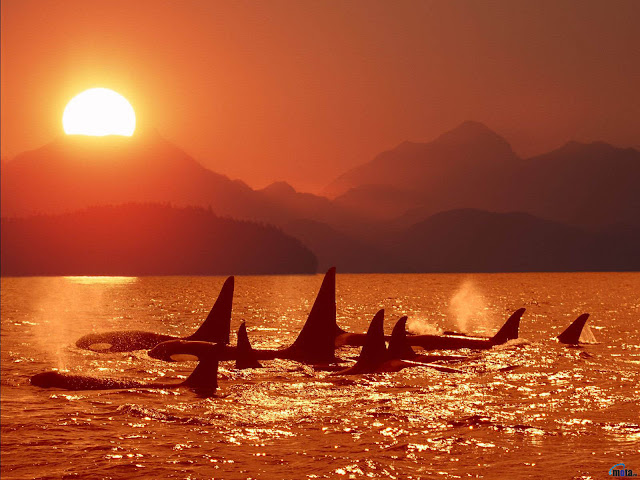 killer whale in sunset