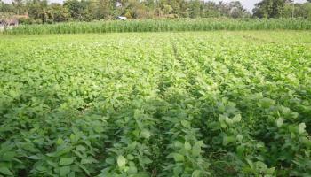 Budidaya Tanaman Hortikultural Contoh Tanaman C3 C4 Dan Cam