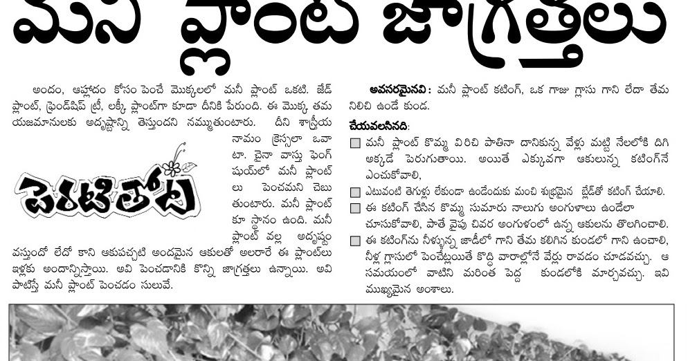 TELUGU WEB WORLD MONEY PLANT GROWING TIPS IN TELUGU TELUGU WEB WORLD MONEY PLANT GROWING TIPS IN TELUGU