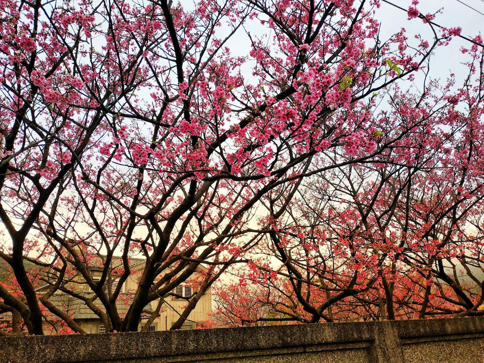 1000 Gambar Bunga Sakura Yg Besar Terbaik 1000 Gambar Bunga Sakura Yg Besar Terbaik