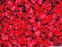 rose petals flower desktop definition tweet