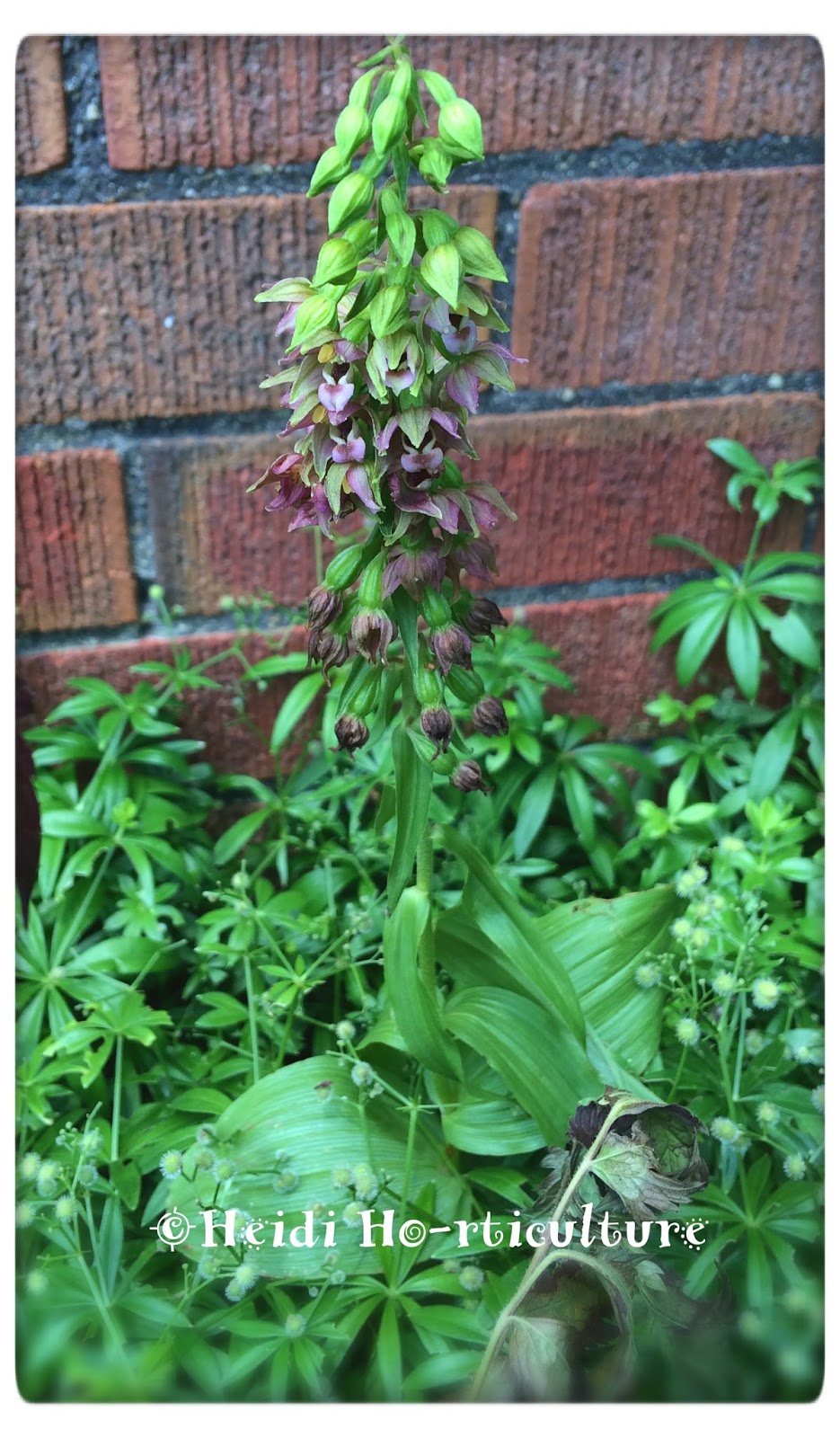 Heidi Horticulture Plant Profile Orchids in Ontario?