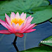  Why do we consider the lotus as special ? Brief description about '' Sacred Lotus ''