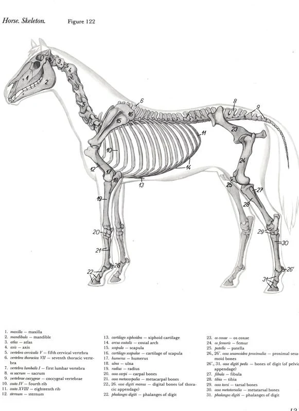 horse-skeleton-anatomia-veterinaria-cavalos-egua-horse-mare-anatomy-pdf-popesko-vetarq-ossos-equinos-equine