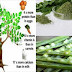 "The Miracle Tree Of Life" What is it? And What Are The Benefits Of This Wonder Plant?