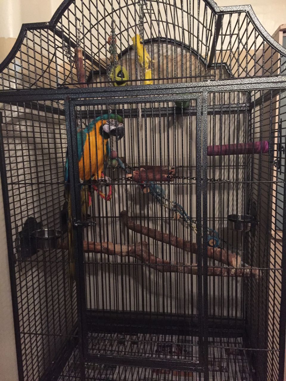 View of PARROTS AND EXOTIC BIRDS FOR SALE: BLUE AND GOLD MACAWS