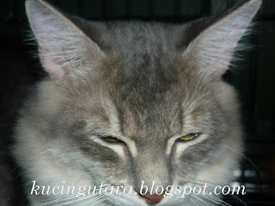 Kucing Utara: Ubat Telinga Kucing