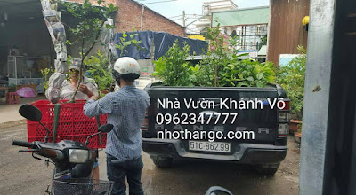 BÁN CÂY NHO THÂN GỖ NHÀ VƯỜN KHÁNH VÕ UY TIN GIÁ CẢ HỢP LÝ TPHCM Xe%2Bcho%2Bcay%2B2