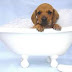 Aρέσει το μπάνιο στον σκύλο;