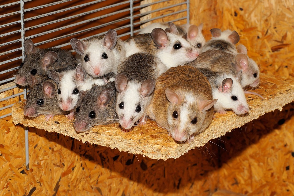 Encyclopedia of Trivia: Mouse (animal)