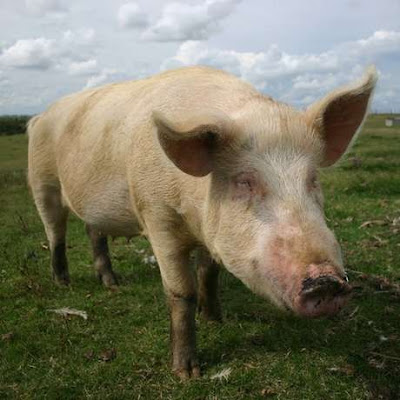 Cerdo, puerco o chancho. Logran restaurar parcialmente la función de cerebros de cerdos por horas después de su muerte.