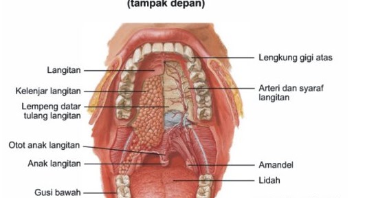 anatomi fisiologi sistem pencernaan