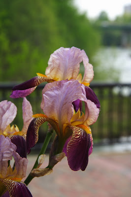 Flower by the river 