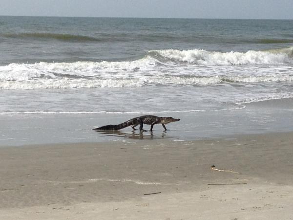Isle Palms Beach The Best Beaches In World Isle Palms Beach The Best Beaches In World