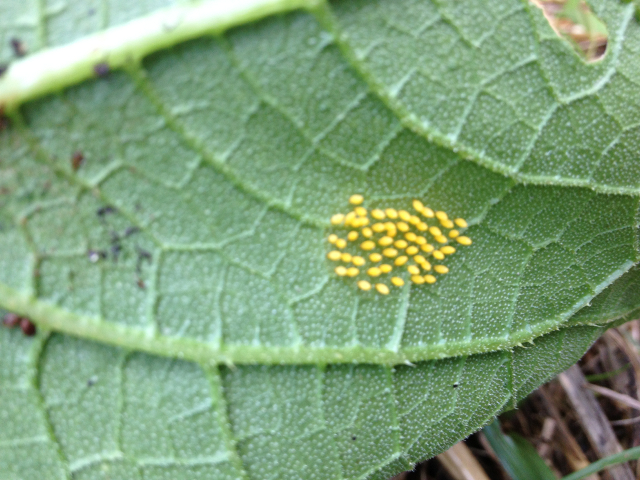 The Funny Farm Squash and Zucchini Under Attack The Funny Farm Squash and Zucchini Under Attack