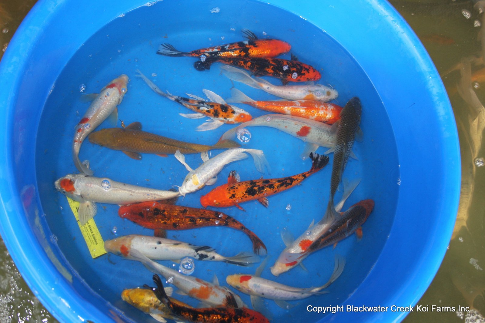 The Blackwater Blog Cheap Koi for Sale