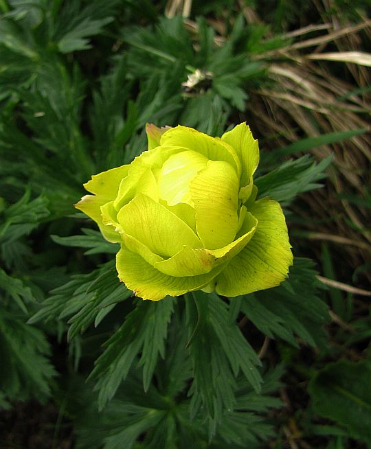 Pełnik alpejski (Trollius altissimus).