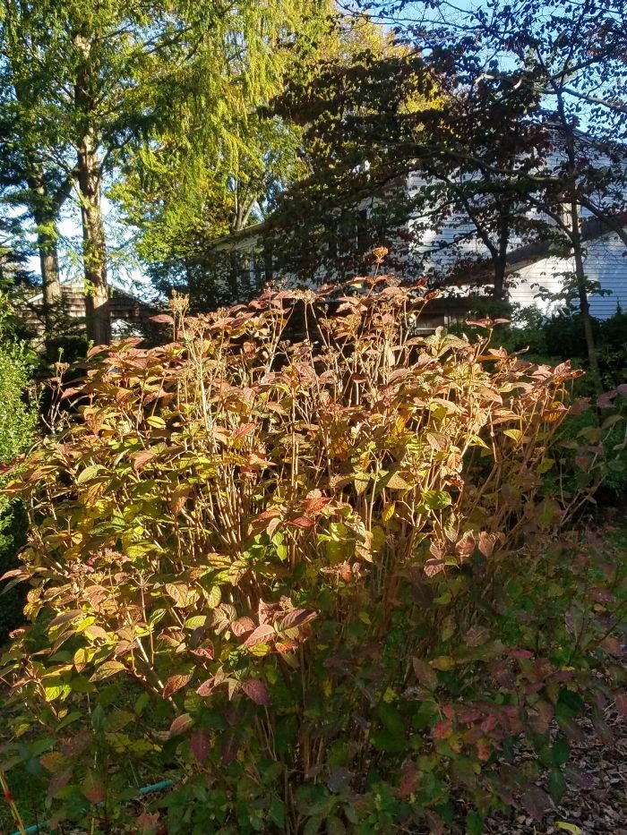 น ยาย หอหน งส อ ตอนท 7 Hydrangea ดอกไม ท ด านชา