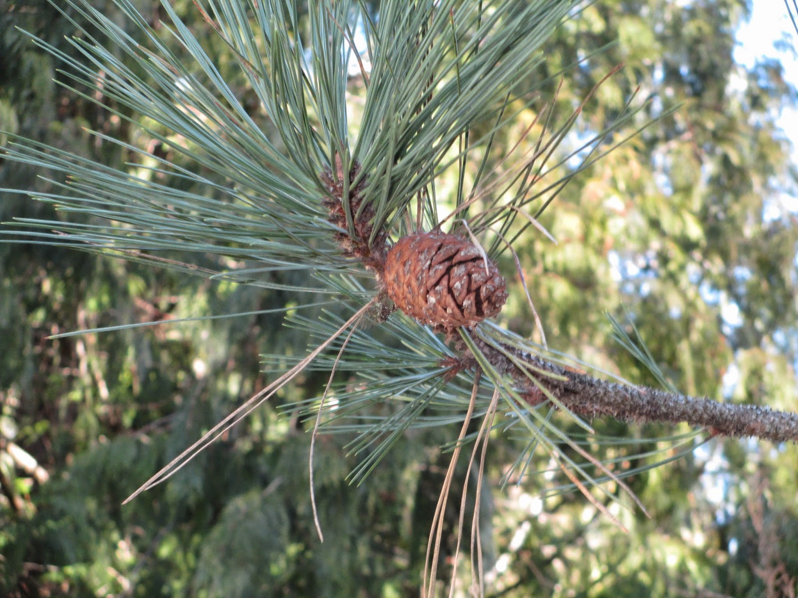 The Locust Blossom Uses for Pine Needles