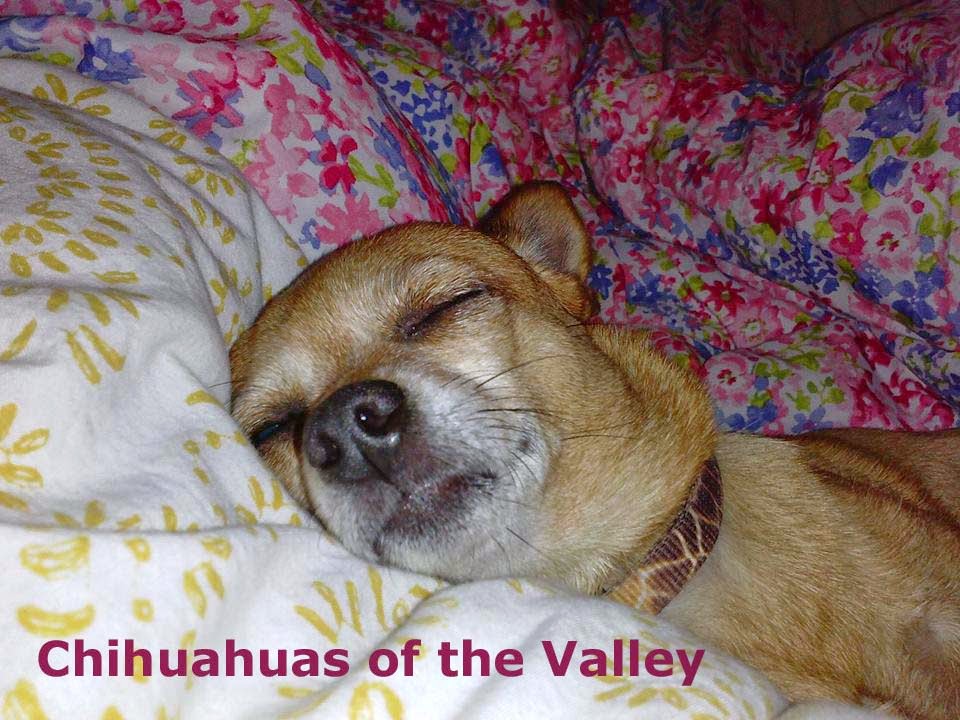 Chihuahuas of the Valley
