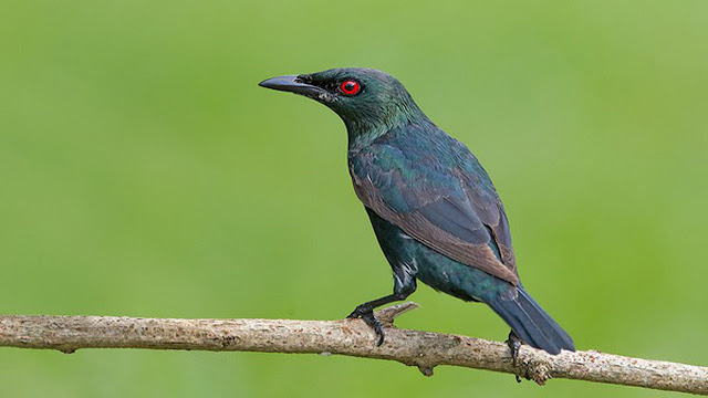 Harga Burung Cucak Keling Terbaru 2018